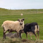 Iceland goat