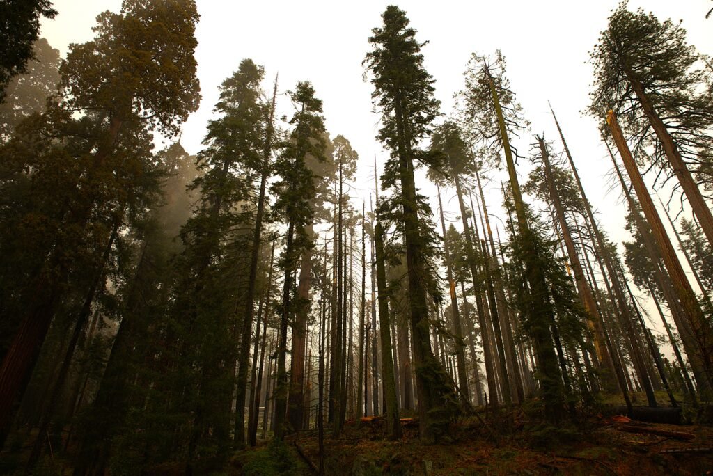 Sequoia National Park r6m27679