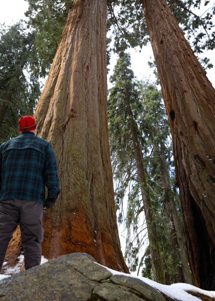 Sequoia National Park r6m27803