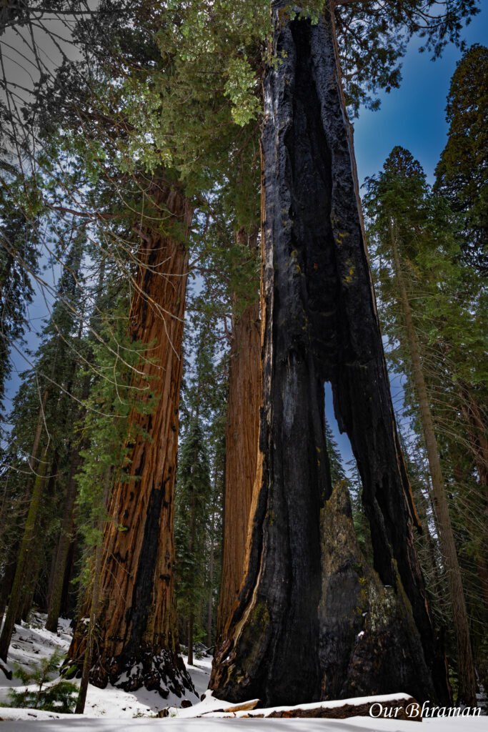 Sequoia National Park r6m27878