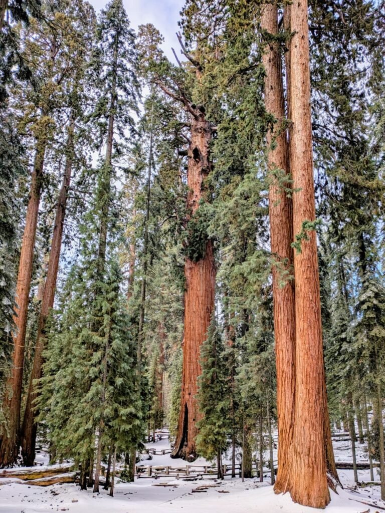Sequoia National Park whatsapp image 2026 09 20 at 1.58.49 pm