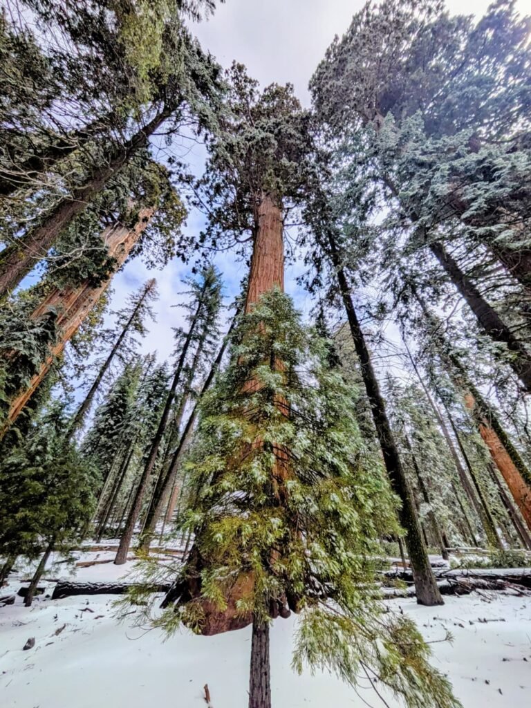 Sequoia National Park whatsapp image 2026 09 20 at 1.59.27 pm