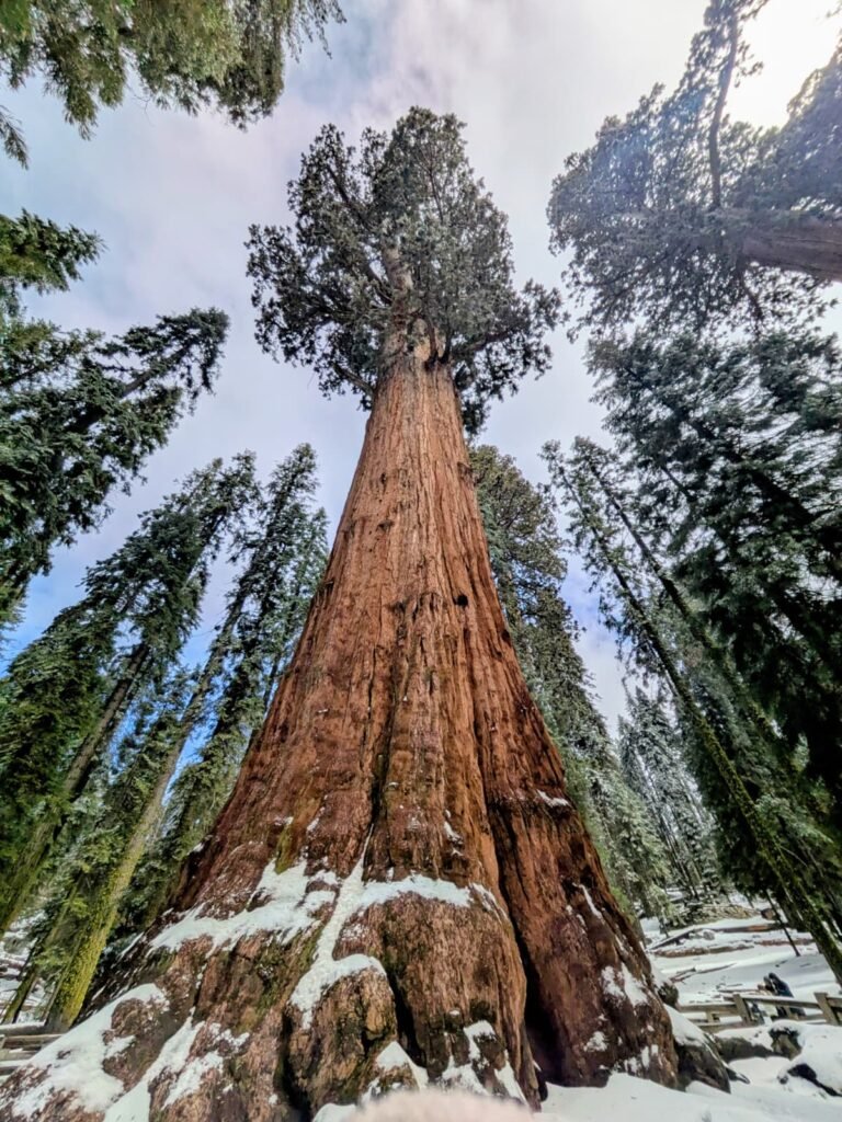 Sequoia National Park whatsapp image 2026 09 20 at 2.00.01 pm