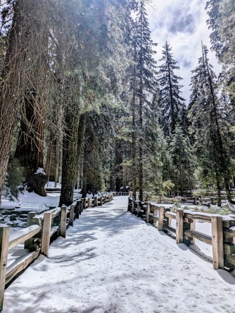 Sequoia National Park whatsapp image 2026 09 20 at 2.00.30 pm
