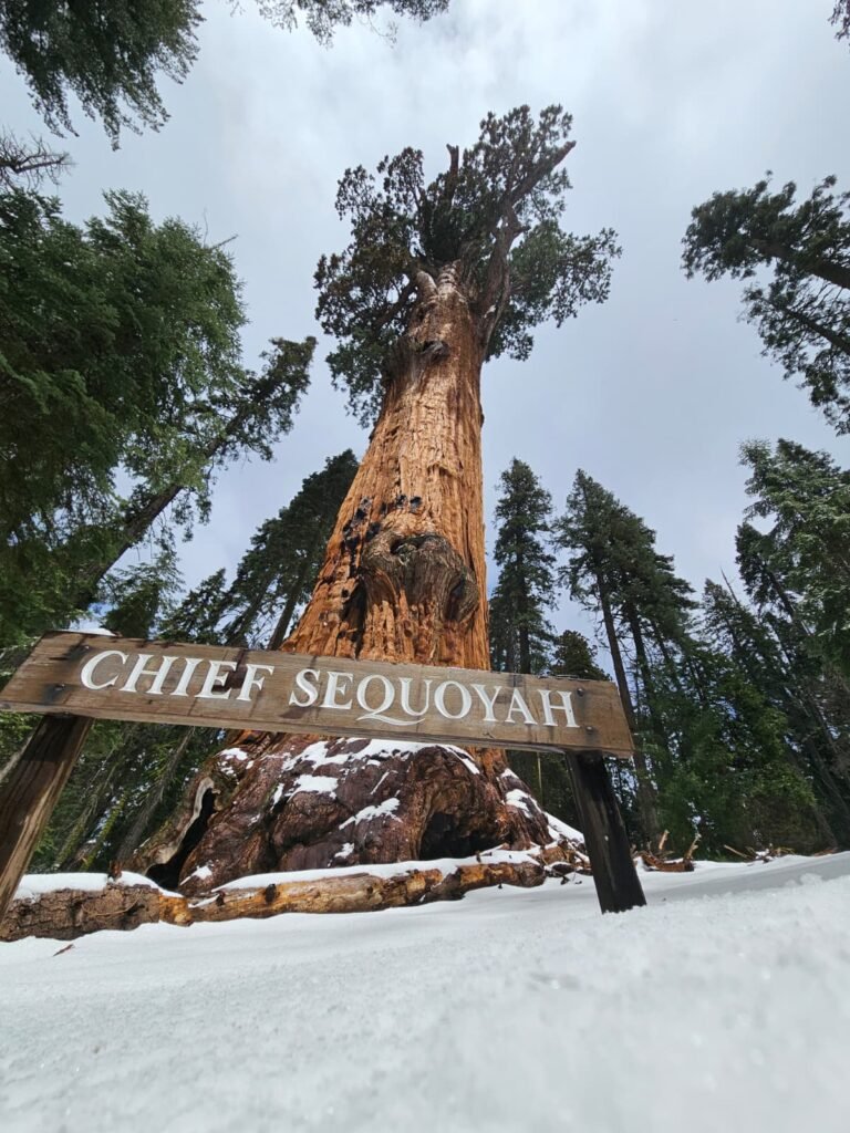 Sequoia National Park whatsapp image 2026 09 20 at 2.55.04 pm
