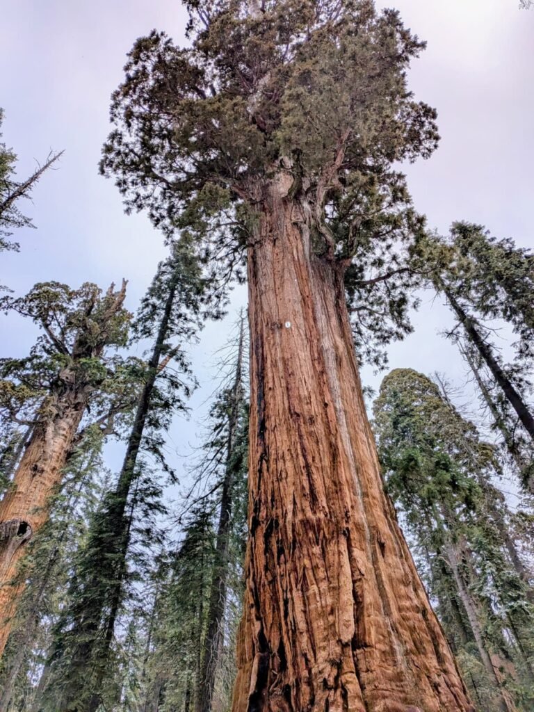 Sequoia National Park whatsapp image 2026 09 20 at 2.57.43 pm