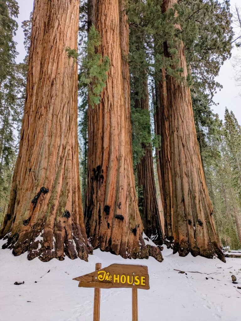 Sequoia National Park whatsapp image 2026 09 20 at 3.04.56 pm