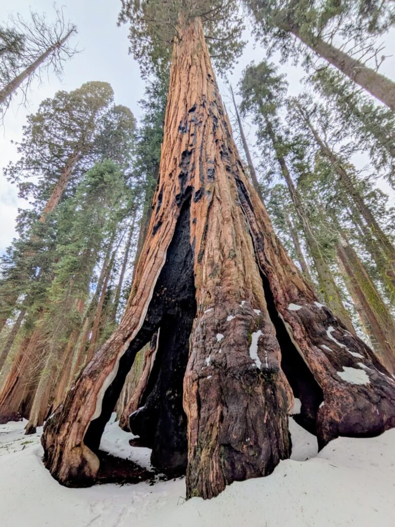 Sequoia National Park whatsapp image 2026 09 20 at 3.05.08 pm