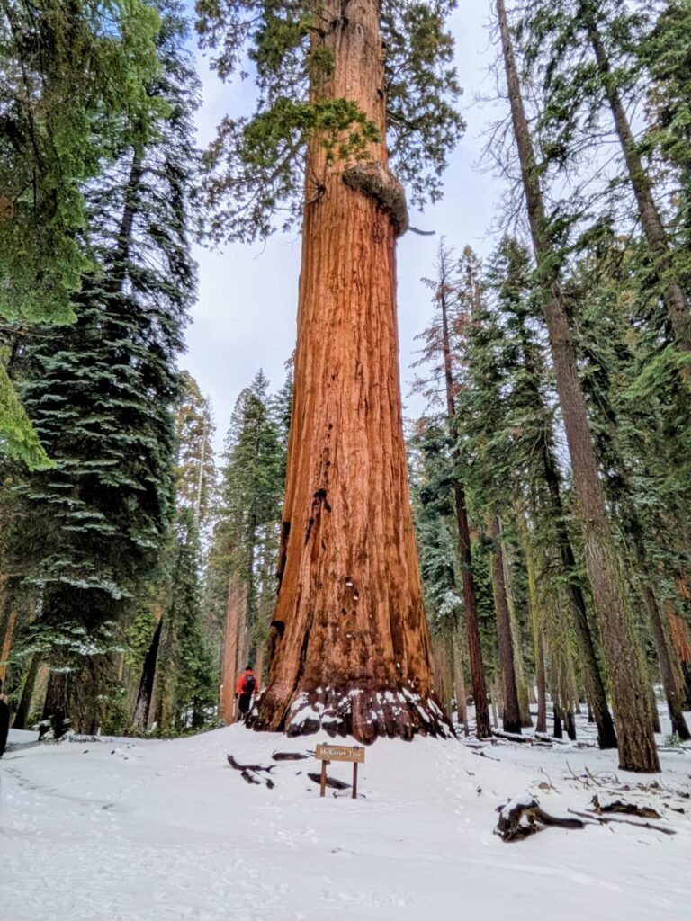 Sequoia National Park whatsapp image 2026 09 20 at 3.05.54 pm